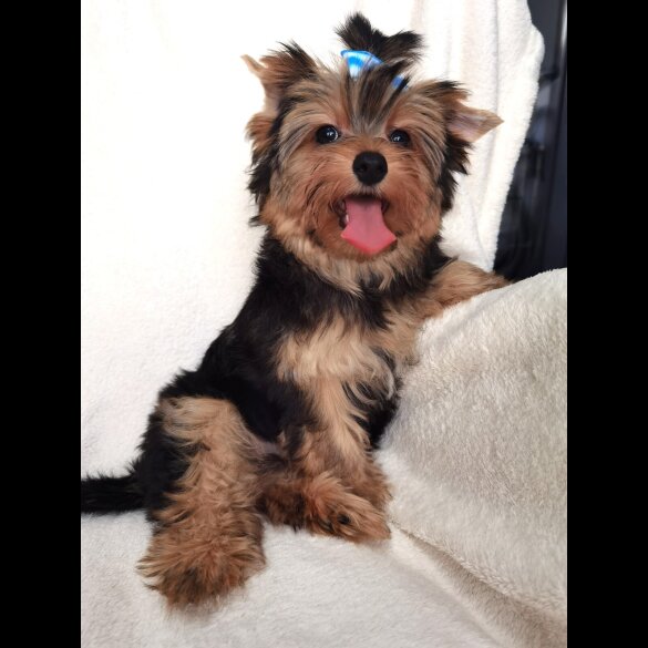 Yorkshire Terrier - Both
