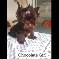 Yorkshire Terrier - Both