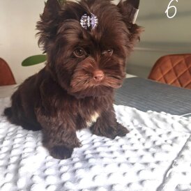 Yorkshire Terrier - Both