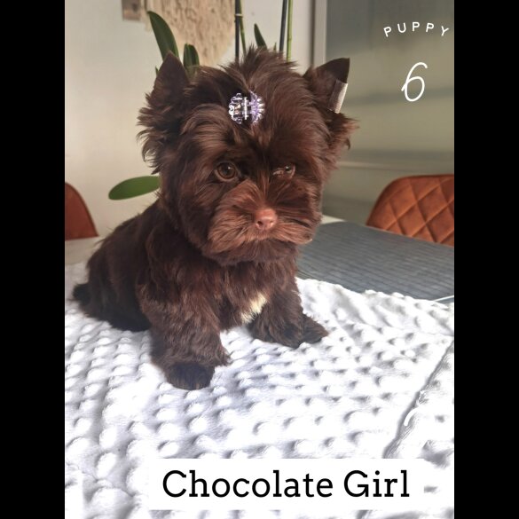 Yorkshire Terrier - Both
