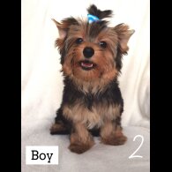 Yorkshire Terrier - Both