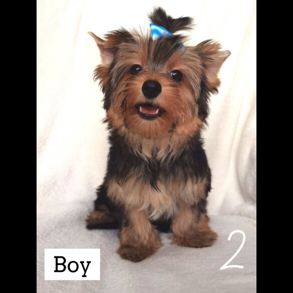 Yorkshire Terrier - Both