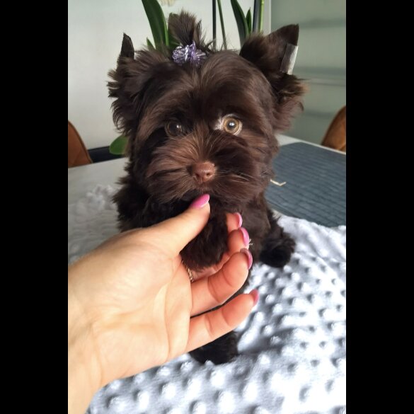 Yorkshire Terrier - Both