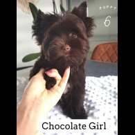 Yorkshire Terrier - Both