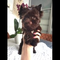 Yorkshire Terrier - Both