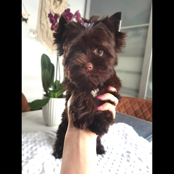 Yorkshire Terrier - Both