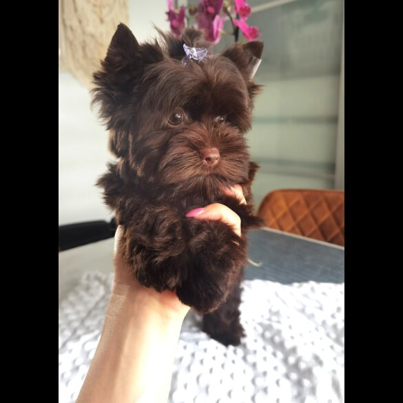 Yorkshire Terrier - Both