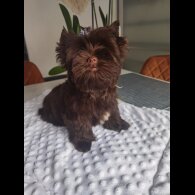 Yorkshire Terrier - Both