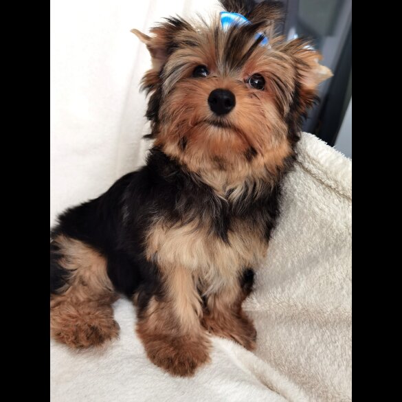 Yorkshire Terrier - Both
