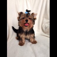 Yorkshire Terrier - Both