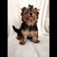 Yorkshire Terrier - Both