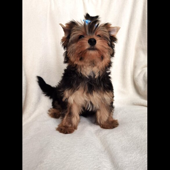 Yorkshire Terrier - Both