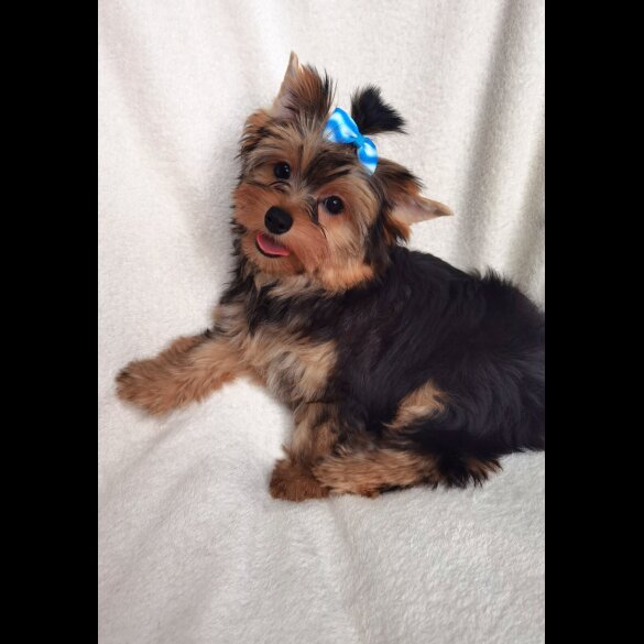 Yorkshire Terrier - Both
