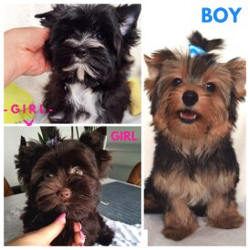 Yorkshire Terrier - Both