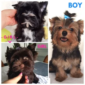 Yorkshire Terrier - Both