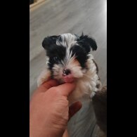 Yorkshire Terrier - Dogs