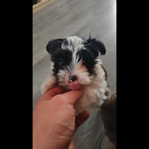 Yorkshire Terrier - Dogs