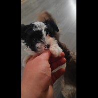 Yorkshire Terrier - Dogs