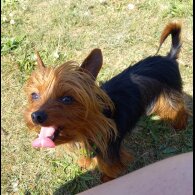 Yorkshire Terrier