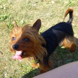 Yorkshire Terrier