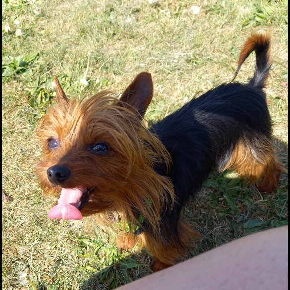 Yorkshire Terrier