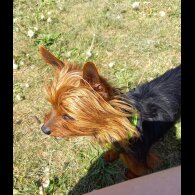 Yorkshire Terrier