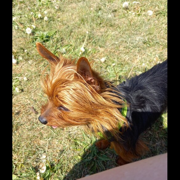 Yorkshire Terrier