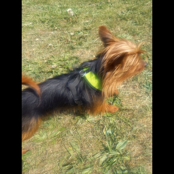 Yorkshire Terrier