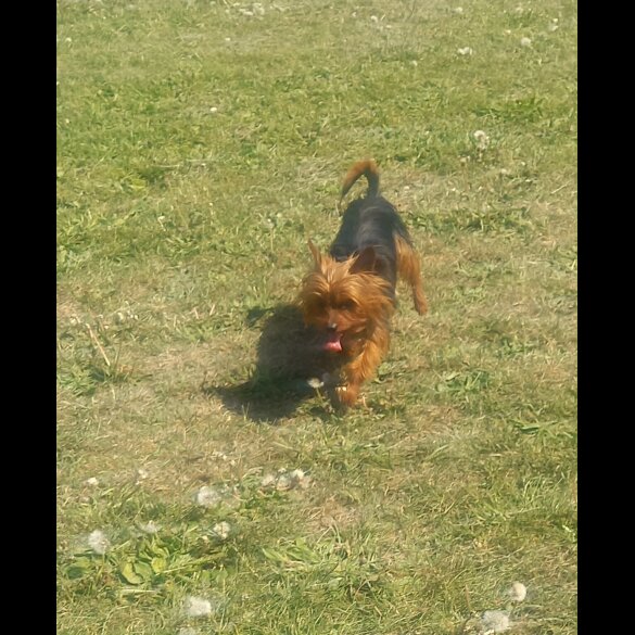 Yorkshire Terrier