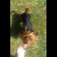 Yorkshire Terrier