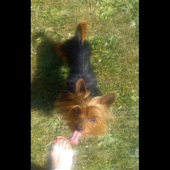 Yorkshire Terrier
