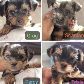 Yorkshire Terrier - Both