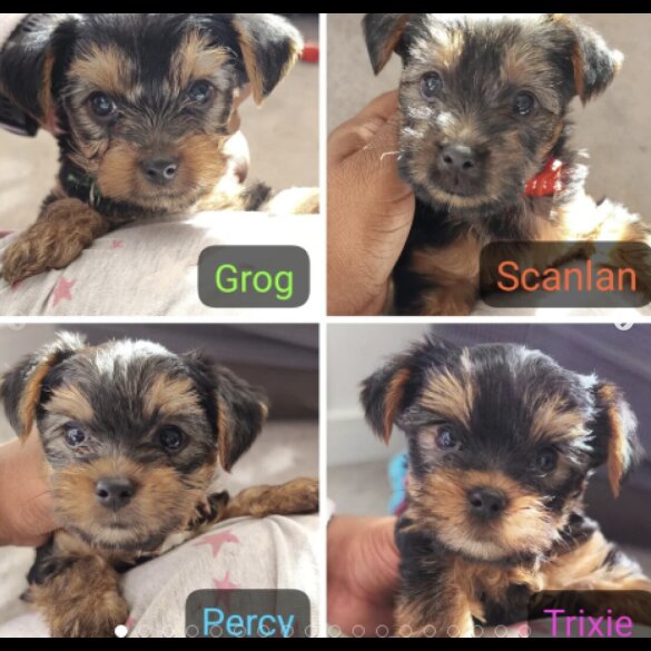Yorkshire Terrier - Both