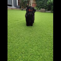 Yorkshire Terrier - Both