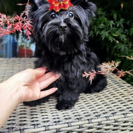 Yorkshire Terrier - Both