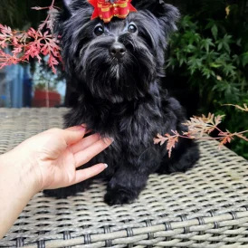 Yorkshire Terrier - Both