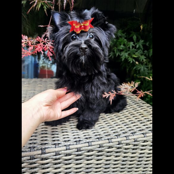Yorkshire Terrier - Both