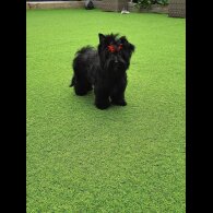 Yorkshire Terrier - Both
