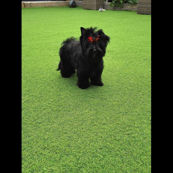 Yorkshire Terrier - Both