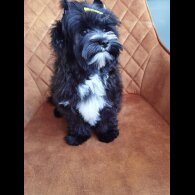 Yorkshire Terrier - Both