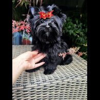 Yorkshire Terrier - Both