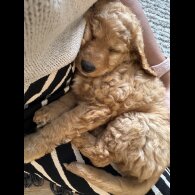Cockapoo - Both