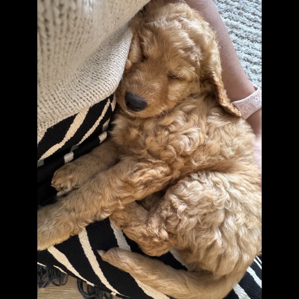 Cockapoo - Both
