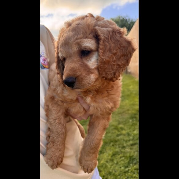 Cockapoo - Both