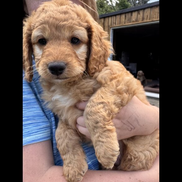 Cockapoo - Both