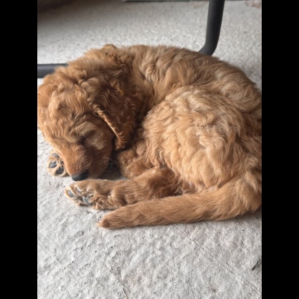 Cockapoo - Both
