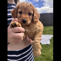 Cockapoo - Both