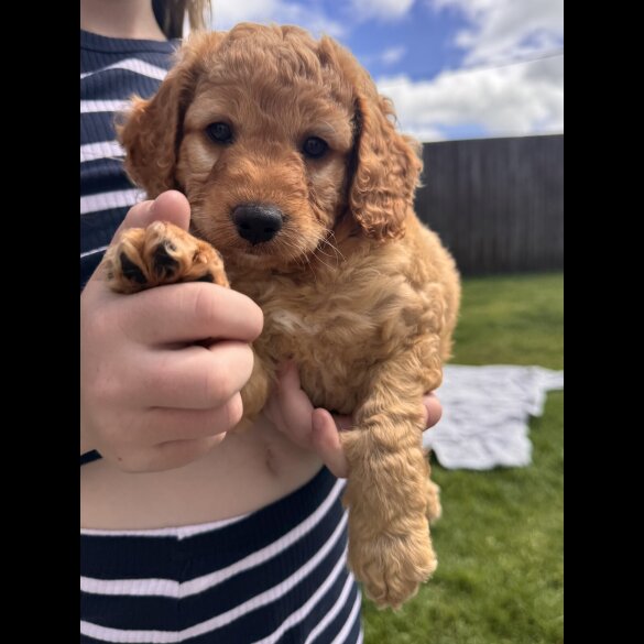 Cockapoo - Both