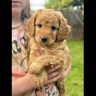 Cockapoo - Both
