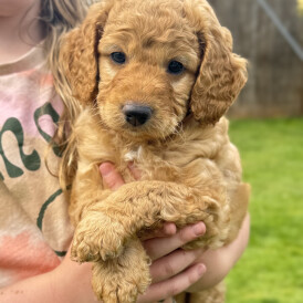 Cockapoo - Both